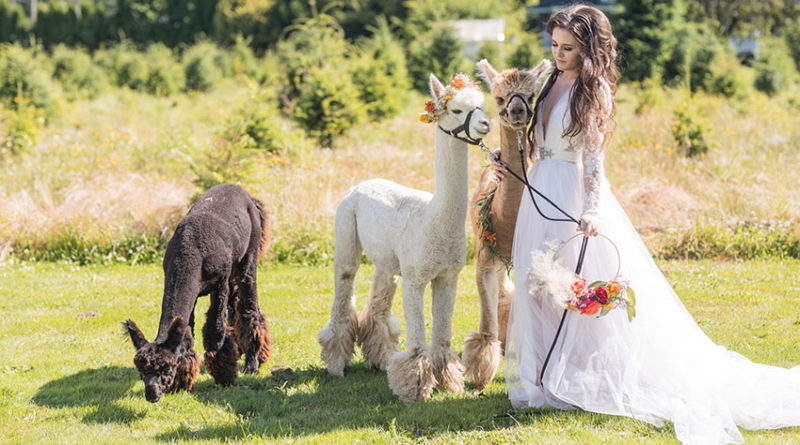 Alpaca wedding mood board in fall theme colour paletter featured in Perfect Wedding Magazine